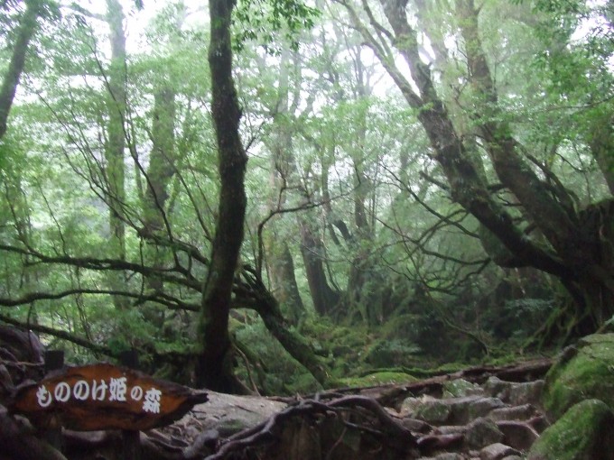 yakushima