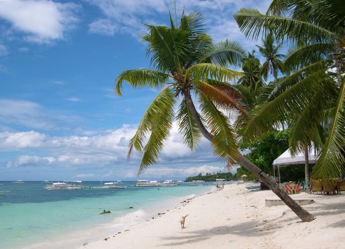Alona_Beach_Palmtree