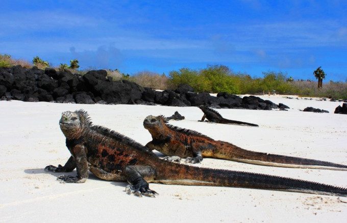 ガラパゴス諸島のおすすめ観光スポット10選 [タビッポ]