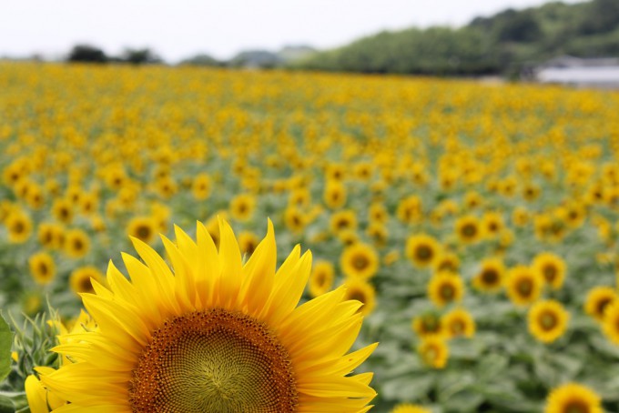 花ひろば