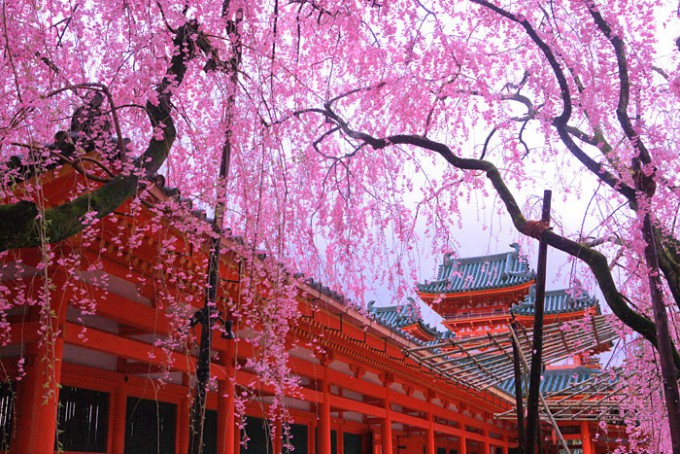 もう桜の季節ですね、今年は春を感じることのできる4月のイベントに行こう!