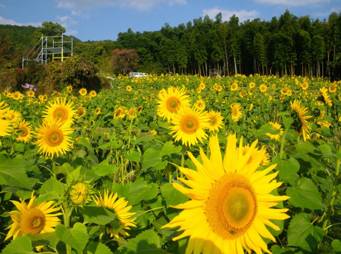 山田ひまわり園
