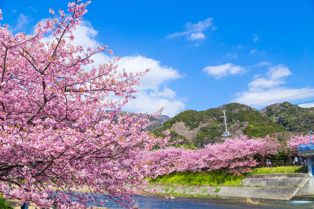 河津桜まつりが3月10日まで開催中!一足先に春を感じに行こう♡