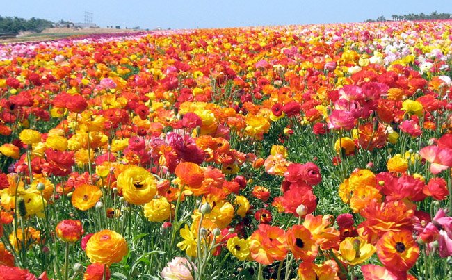 ranunculus_field