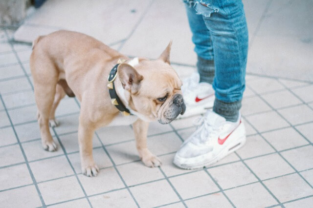 s_2015-03-Life-of-Pix-free-stock-photos-Dog-shoes-jeans-people-animal-nike-bulldog-street-Bordeaux-Sarah-Babineau-1