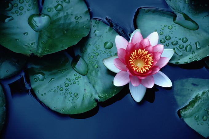 shutterstock_149365697