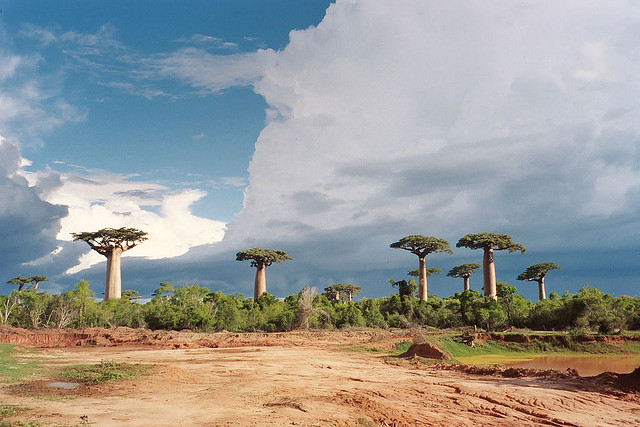バオバブ並木道　マダカスカル　世界遺産