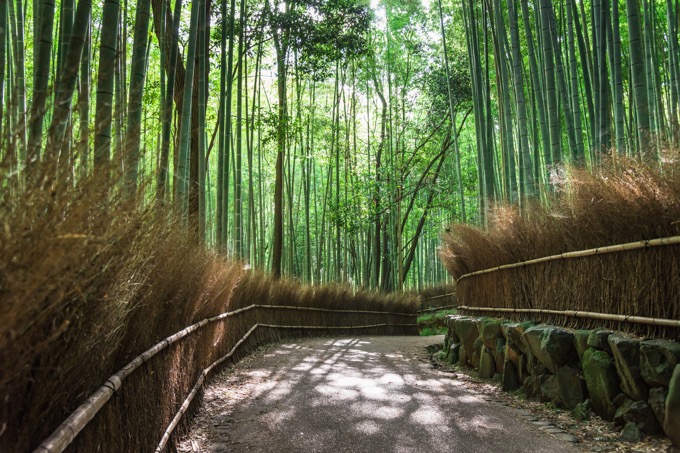 竹林の道