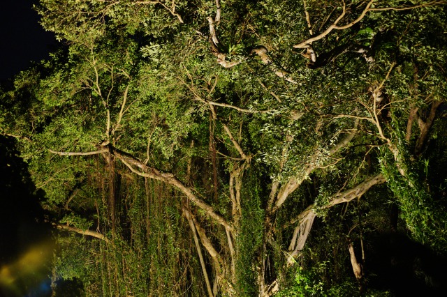 沖縄の秘境ジャングルを探検 未公開のナイトツアーが想像を絶する大自然だった Ava Travel アバトラベル