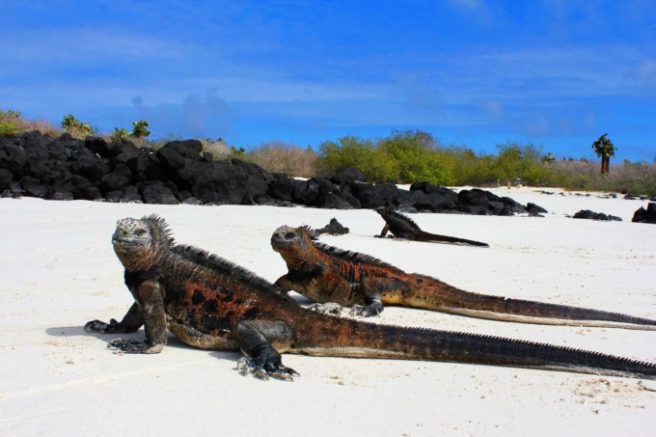 ガラパゴス諸島のおすすめ観光スポット10選