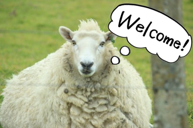 羊だけじゃなかった ニュージーランドで出会った7種類の動物たち Tabippo Net