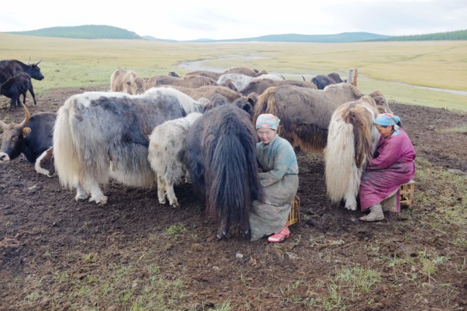 モンゴル遊牧民