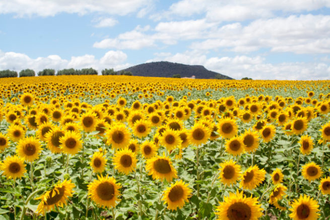 塚田國次　スペインアンダルシア　ヒマワリ畑　F20　真作 塚田國次 スペインアンダルシア ヒマワリ畑 F20 真作 - メルカリ