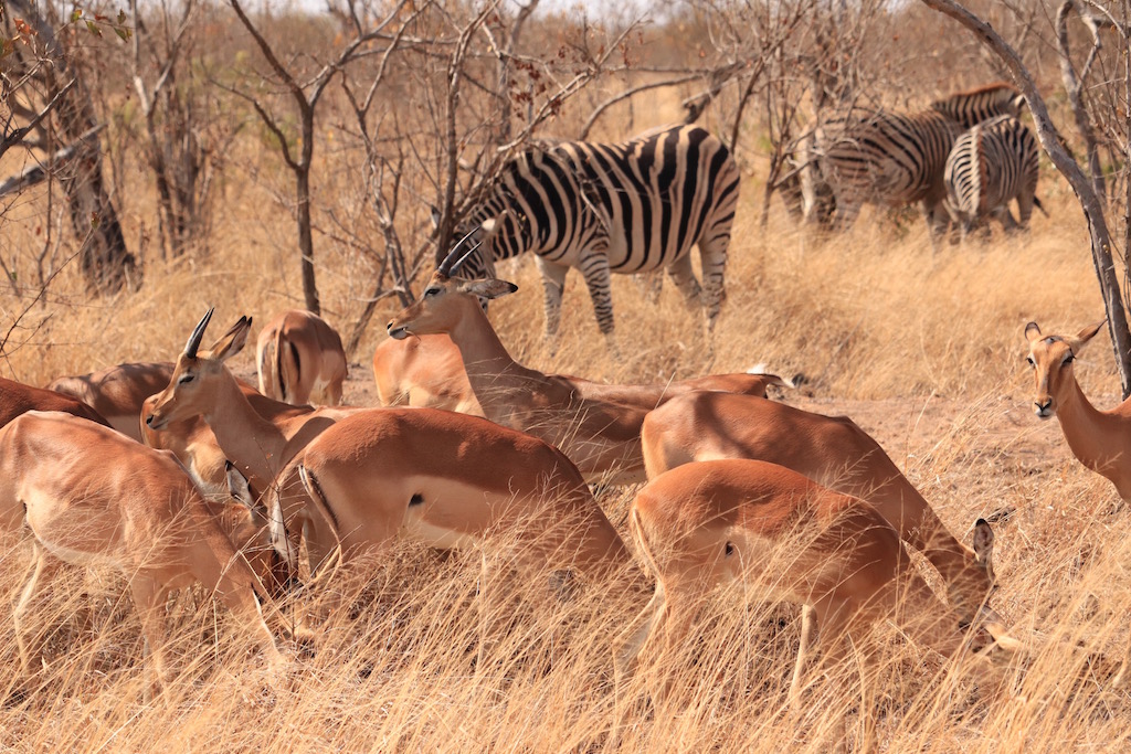 野生動物を見るなら南アフリカ共和国へ飛ぶべき Tabippo Net