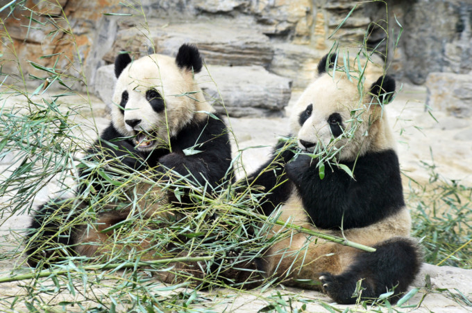 北京動物園のパンダ