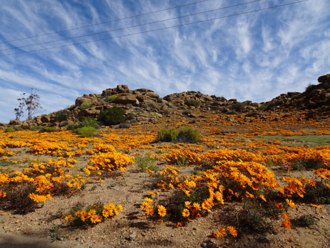 2週間限定 砂漠に咲くオレンジのお花畑が南アフリカのナマクワランドにあった Tabippo Net