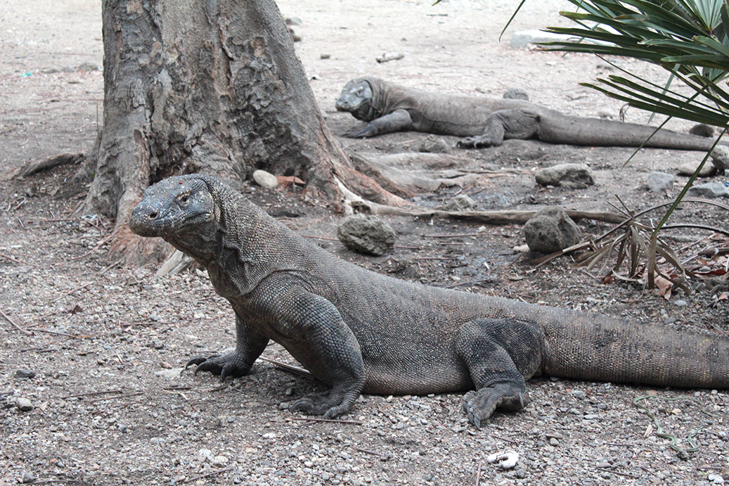 危険生物だけど実は可愛い 現代に生きる恐竜 コモドドラゴンに会いに行くツアー Tabippo Net