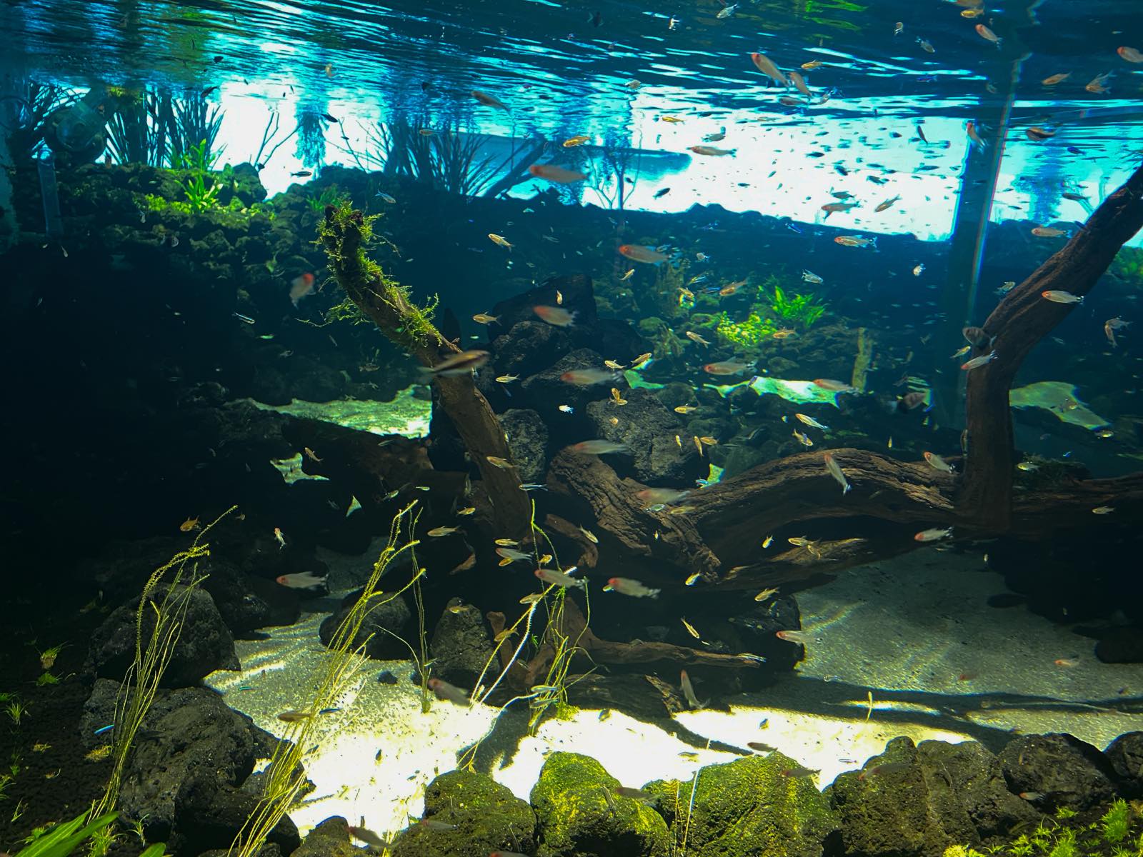 世界初の最先端技術を導入 カワスイ 川崎水族館 で世界中の生きものを堪能 Tabippo Net
