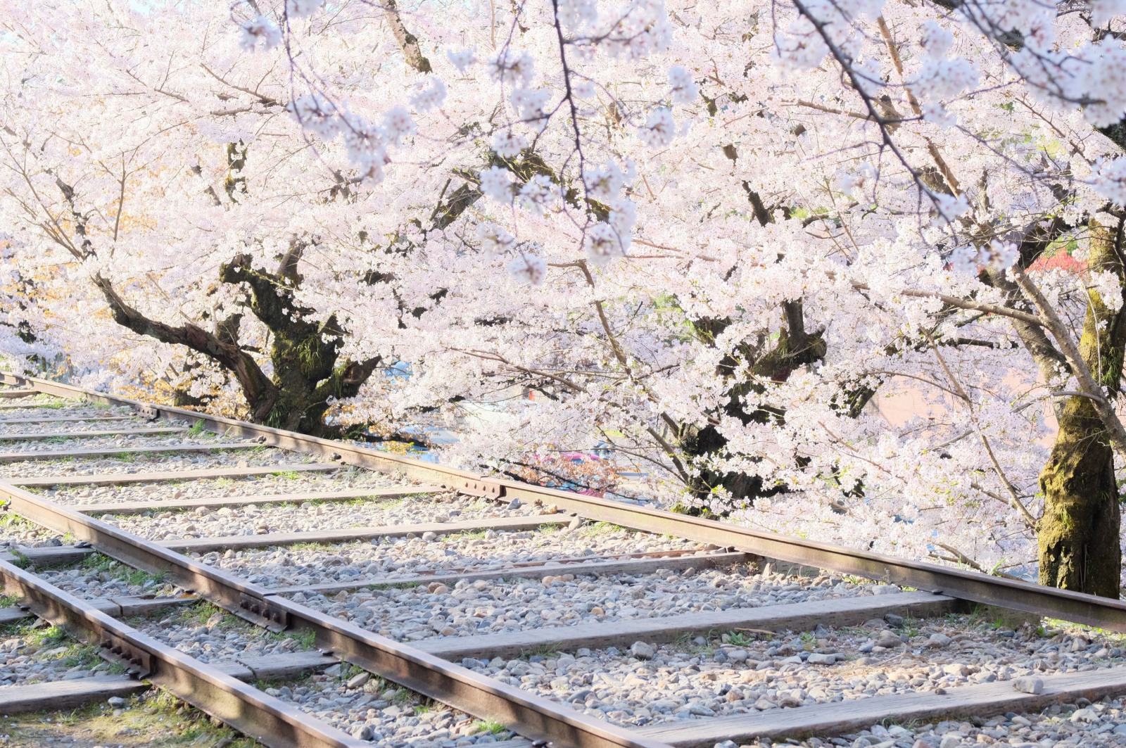 京都 定番から穴場まで 桜シーズンに訪れたい6箇所の写真スポット ガジェット通信 Getnews