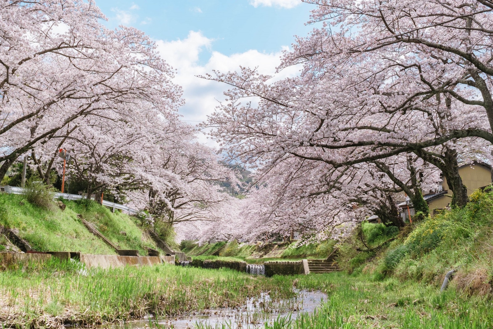 京都 定番から穴場まで 桜シーズンに訪れたい6箇所の写真スポット ガジェット通信 Getnews