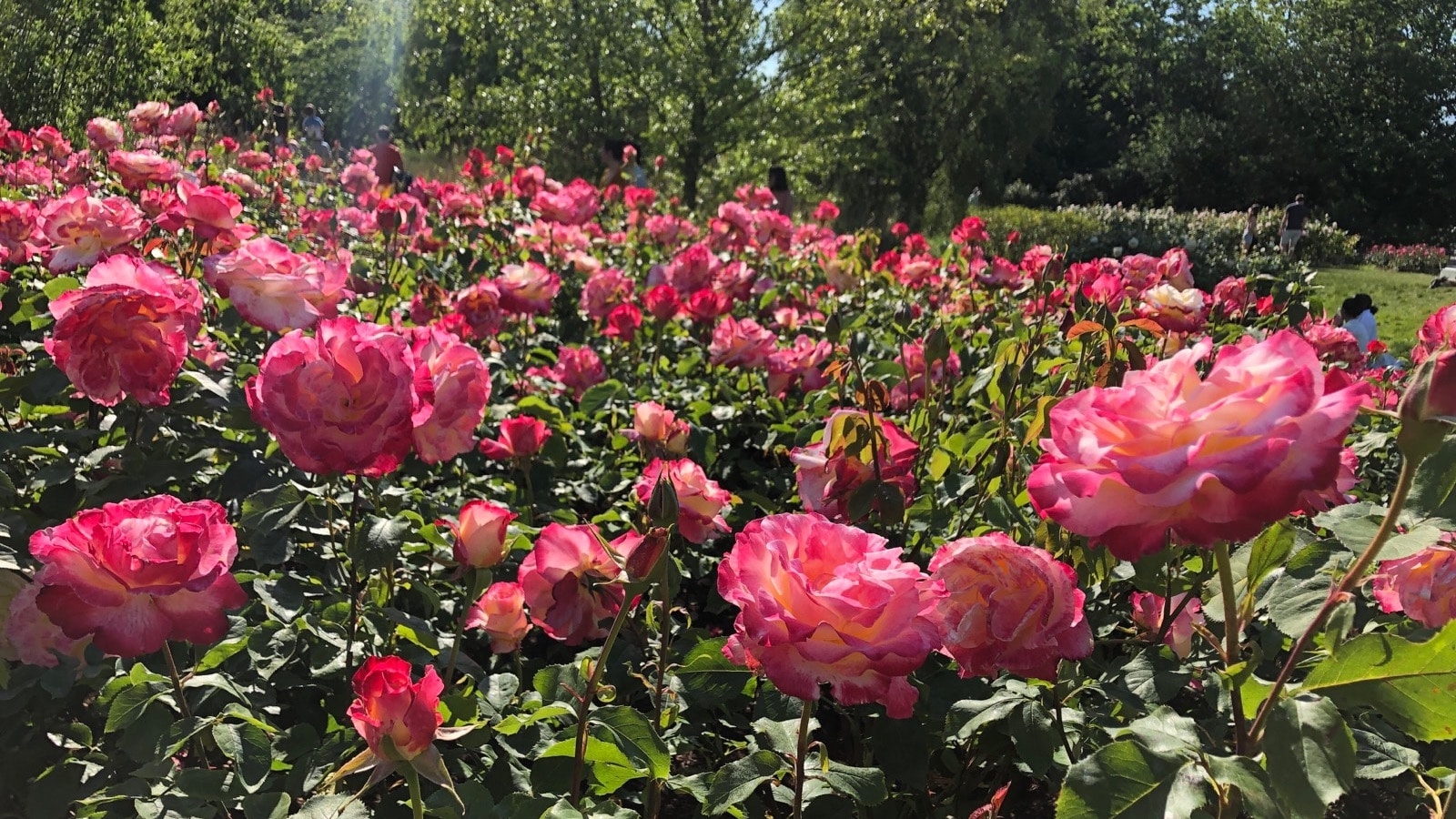 今年もロンドンにバラの季節がやってくる リージェンツパークのバラ園で心癒やされる休日を Tabippo Net