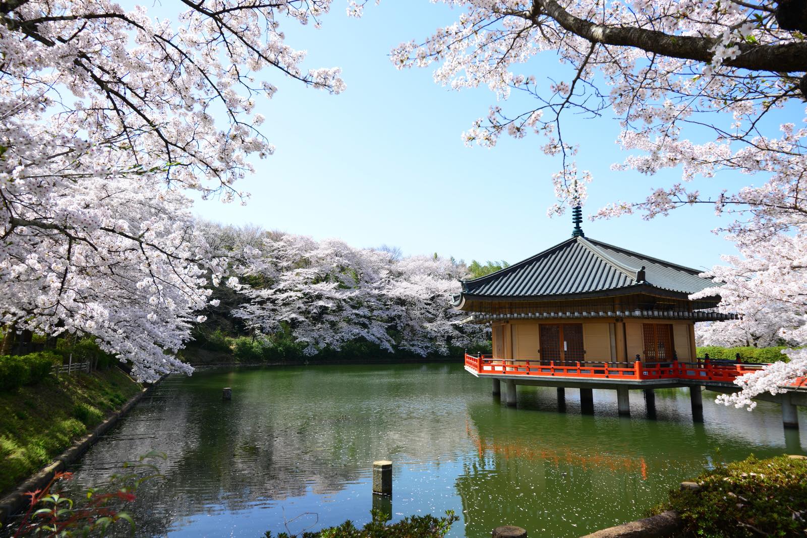 奈良県の安部文珠院の桜