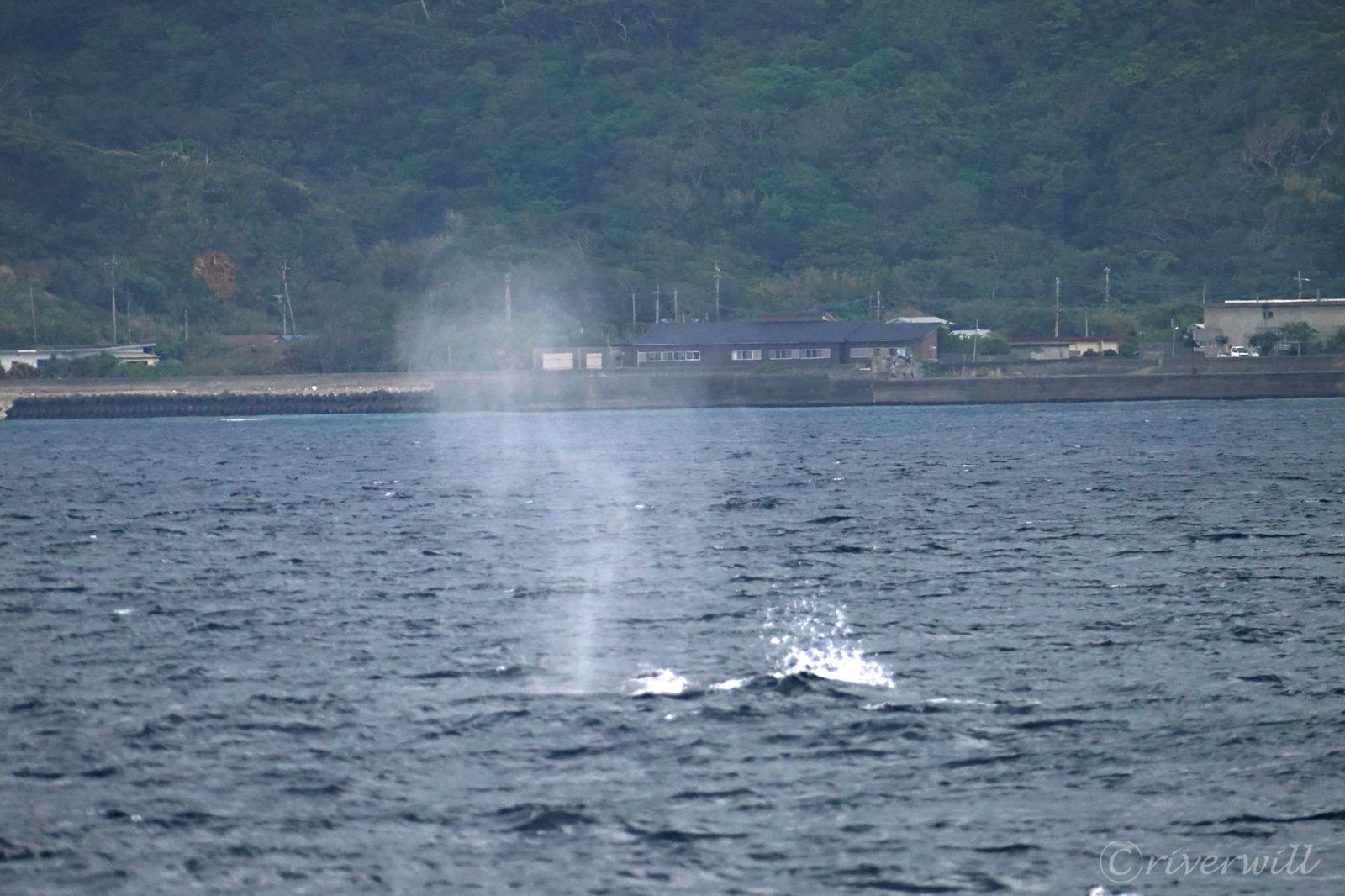 【奄美大島ホエールウォッチング】クジラの目安・ブロー