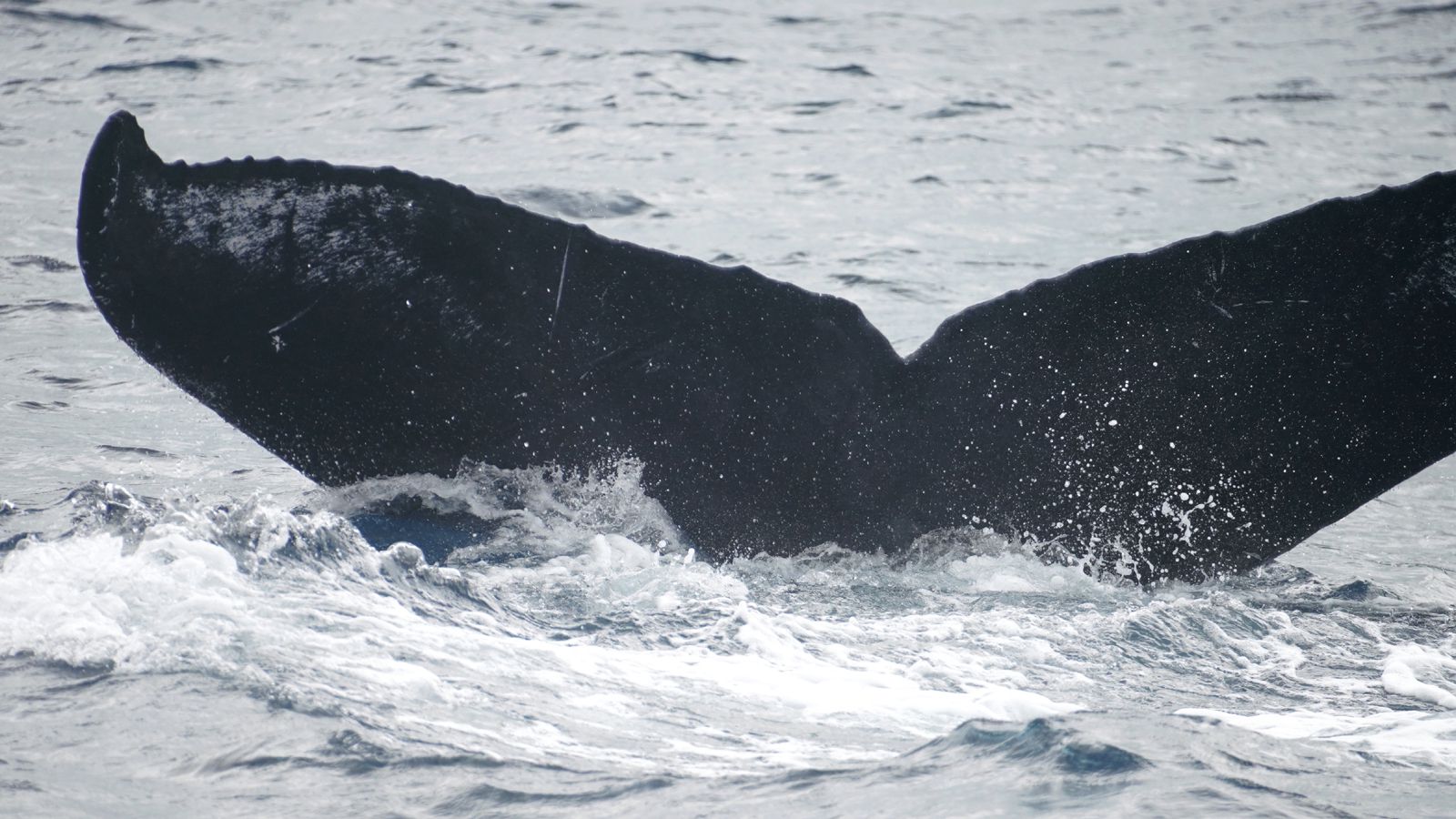 【奄美大島ホエールウォッチング】クジラのしっぽ
