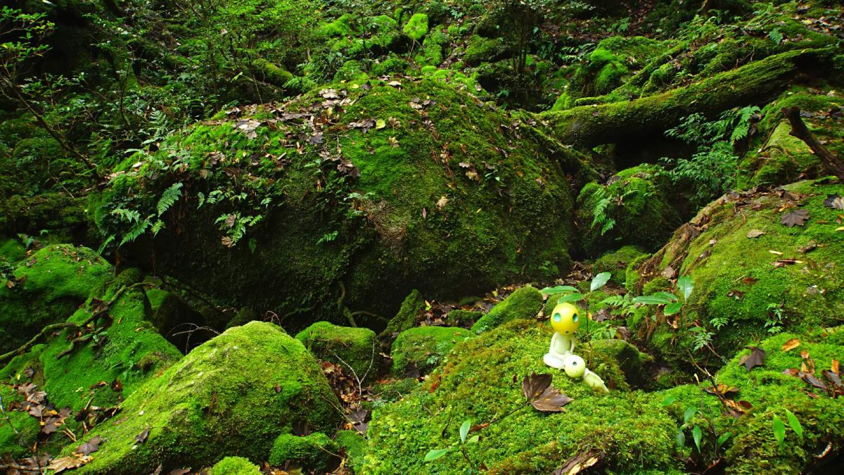 苔むす森でリフレッシュ 世界遺産屋久島の白谷雲水峡で絶景トレッキング Tabippo Net