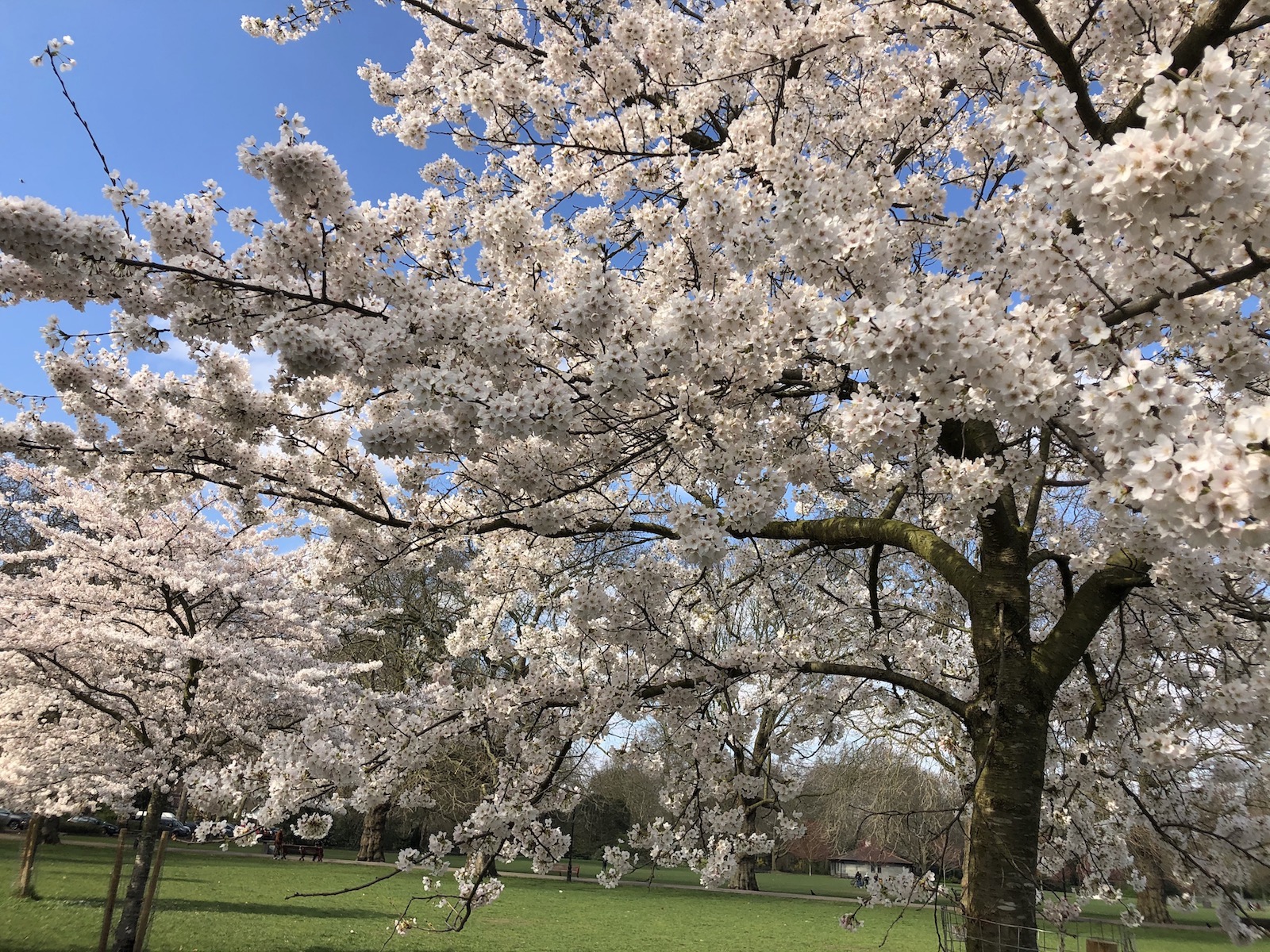 Battersea Park 桜
