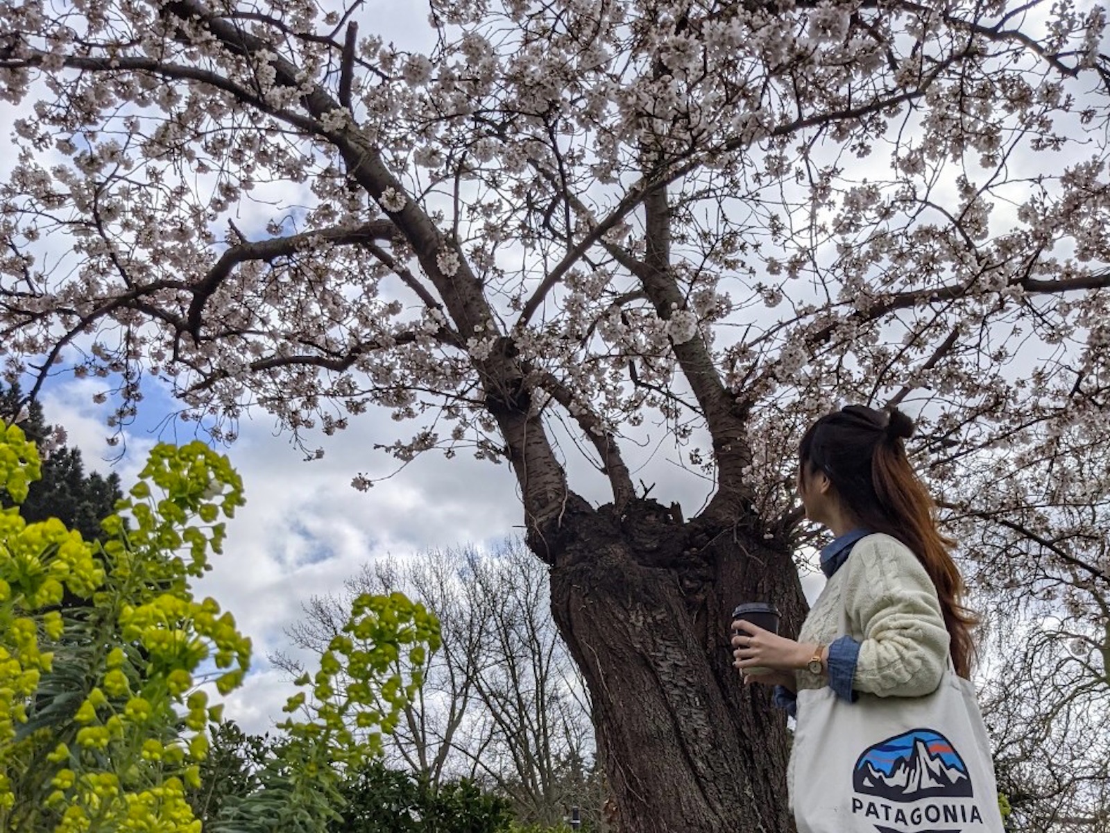 regentspark cherry blossom