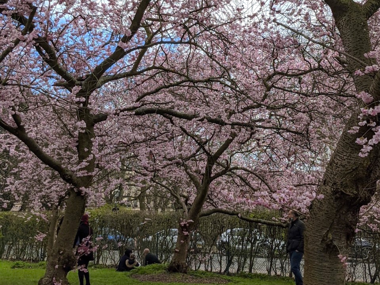 reegentspark cherry blossom