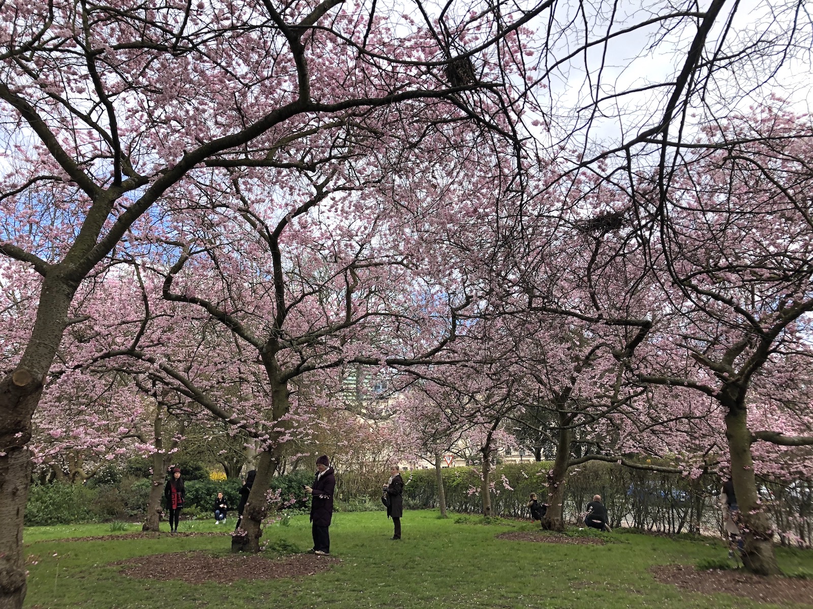 regents park cherry blossom