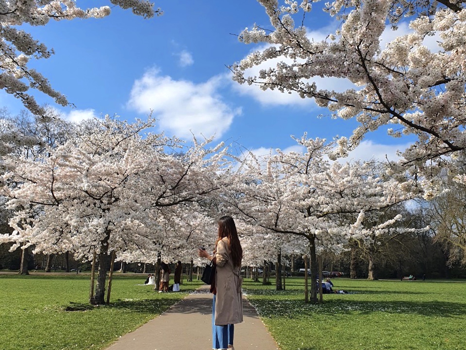 Battersea Park 桜