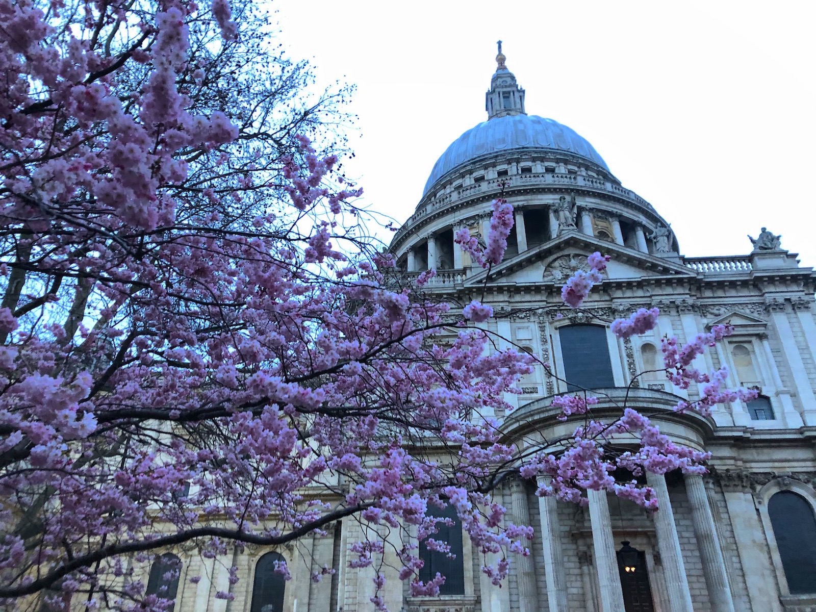St. Paul's Cathedral London 桜