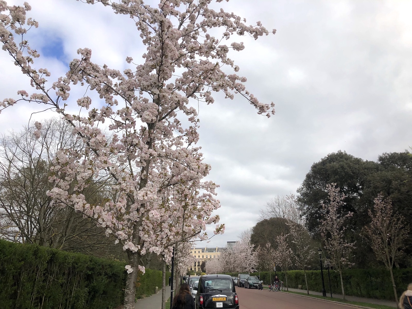 regents park cherry blossom