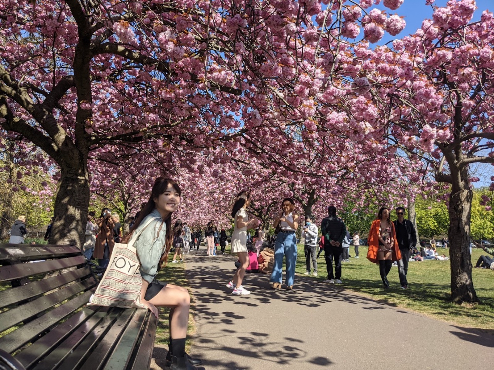 Greenwich park London 桜
