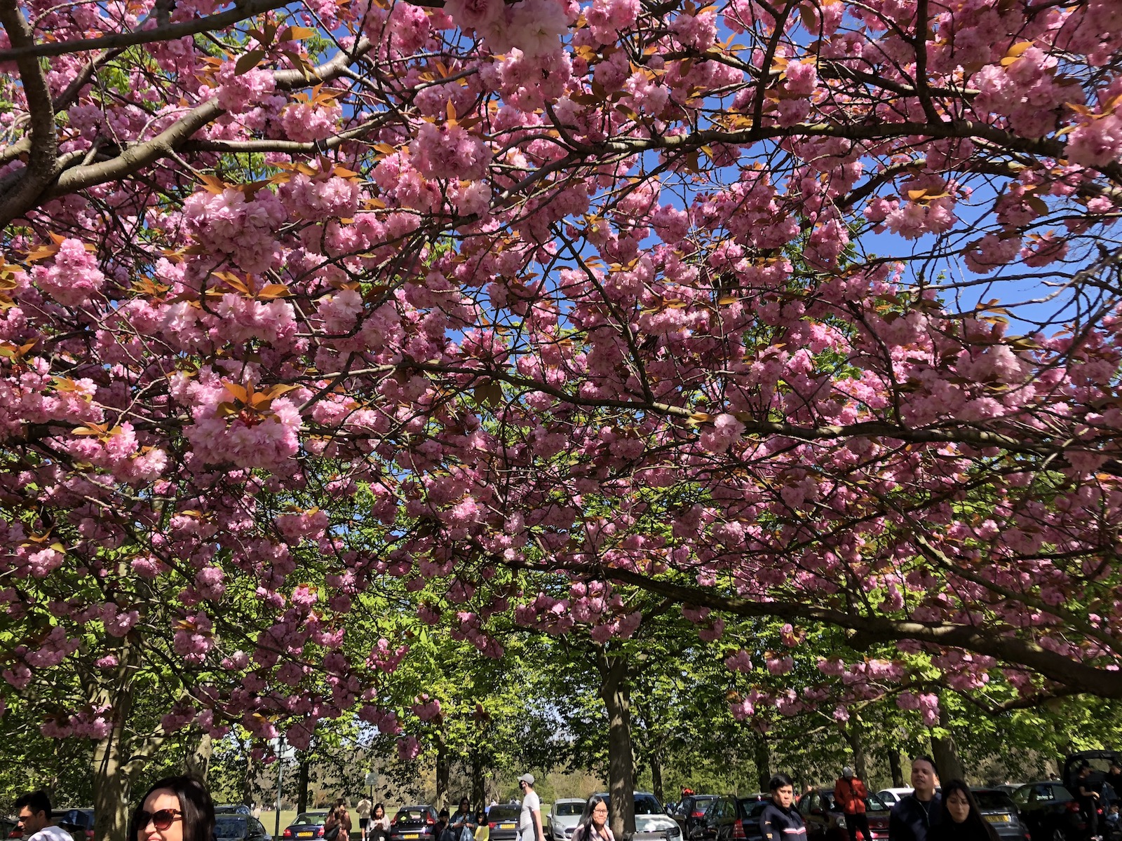 Greenwich park 桜
