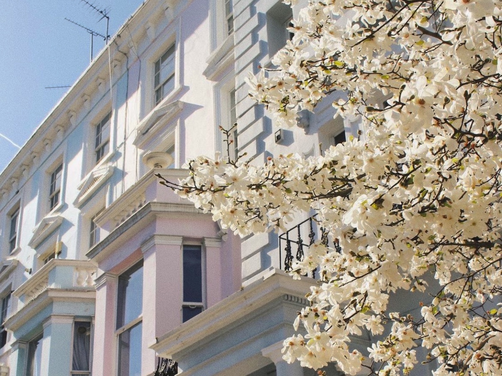 Nottinghill London cherry blossom