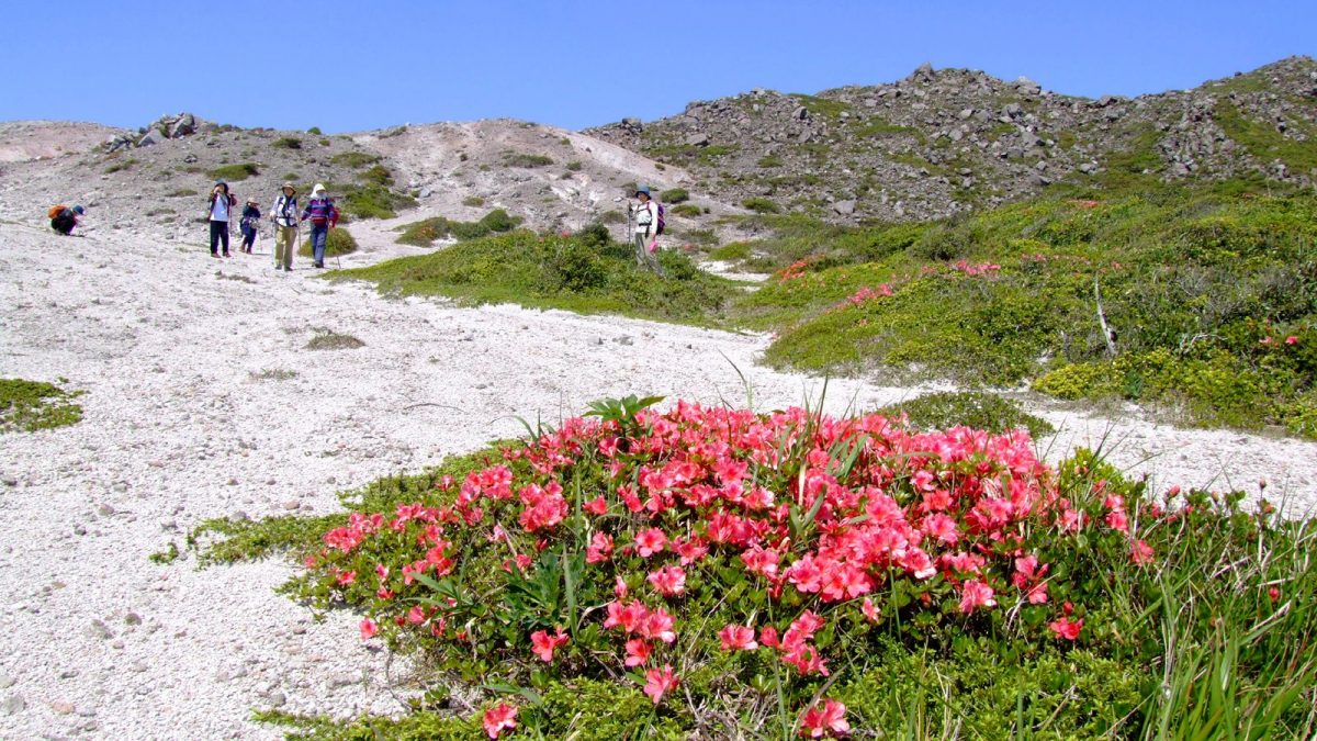 まるで月面！？神津島・天上山から望む、花と砂漠の絶景に出会う旅