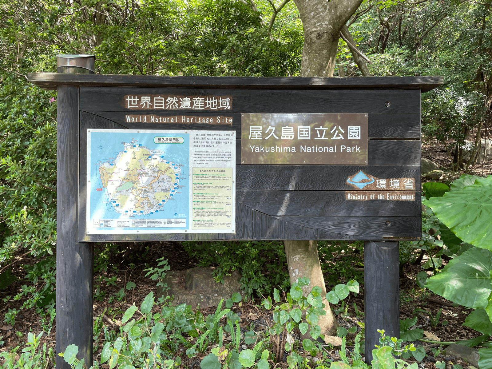 屋久島の西部林道