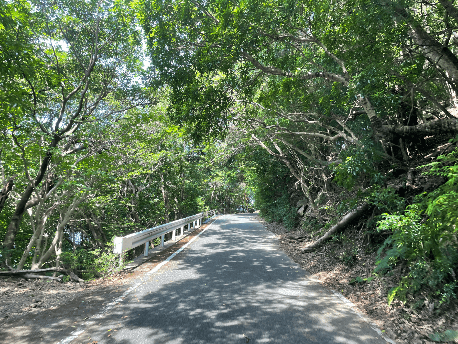 屋久島の西部林道
