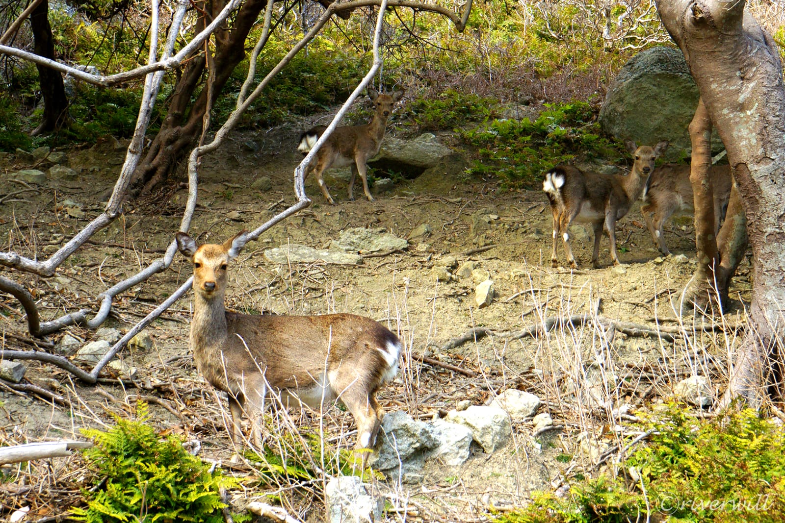 野崎島の鹿たち（五島列島・野崎島）