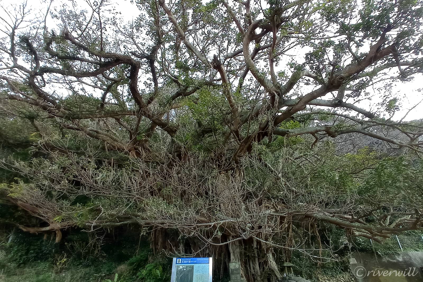アコウの木 in 五島列島（福江島）
