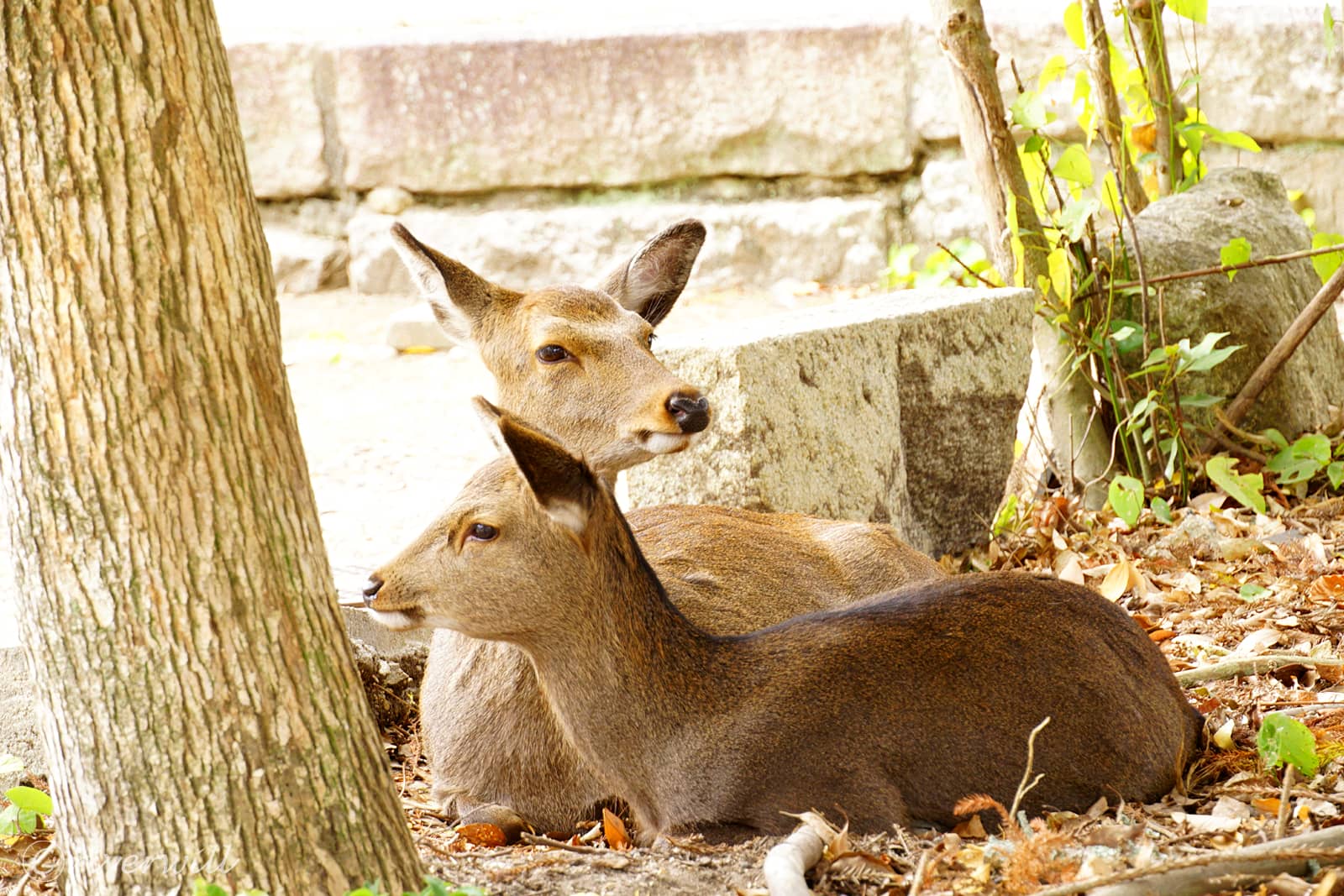 厳島神社の鹿たち（広島）