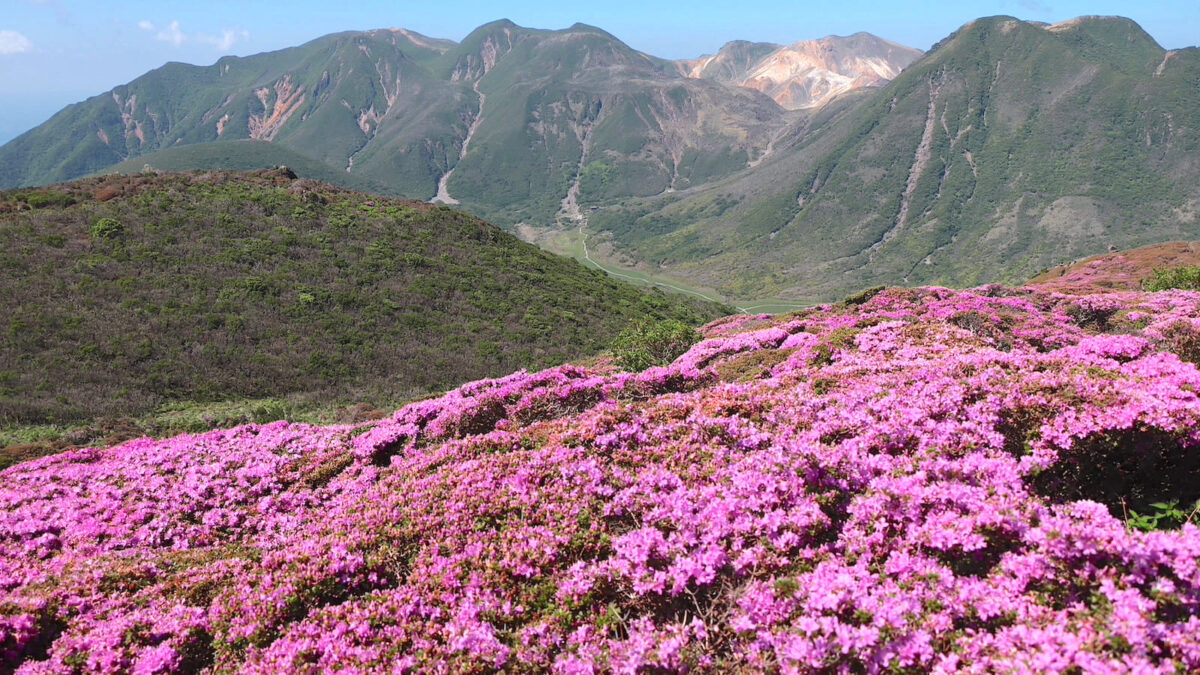 水彩画　ジクレー版画「ミヤマキリシマ」（玖珠郡） 水彩画ジクレー版画「ミヤマキリシマ」（玖珠郡）