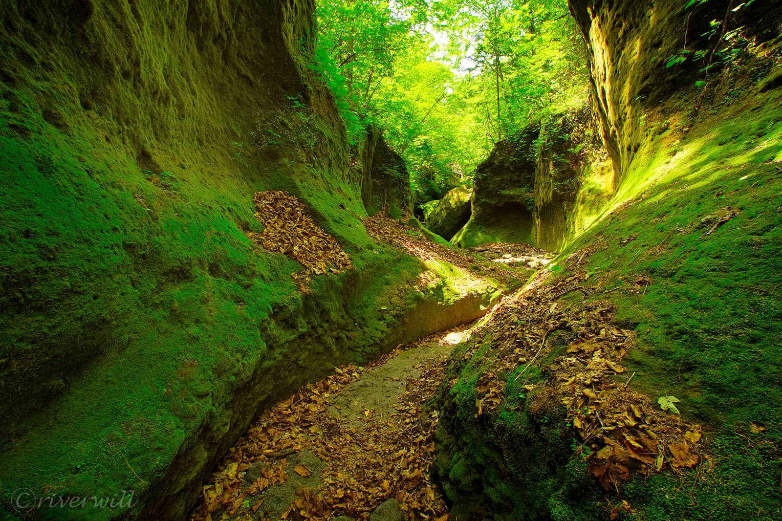 苔の回廊（北海道）