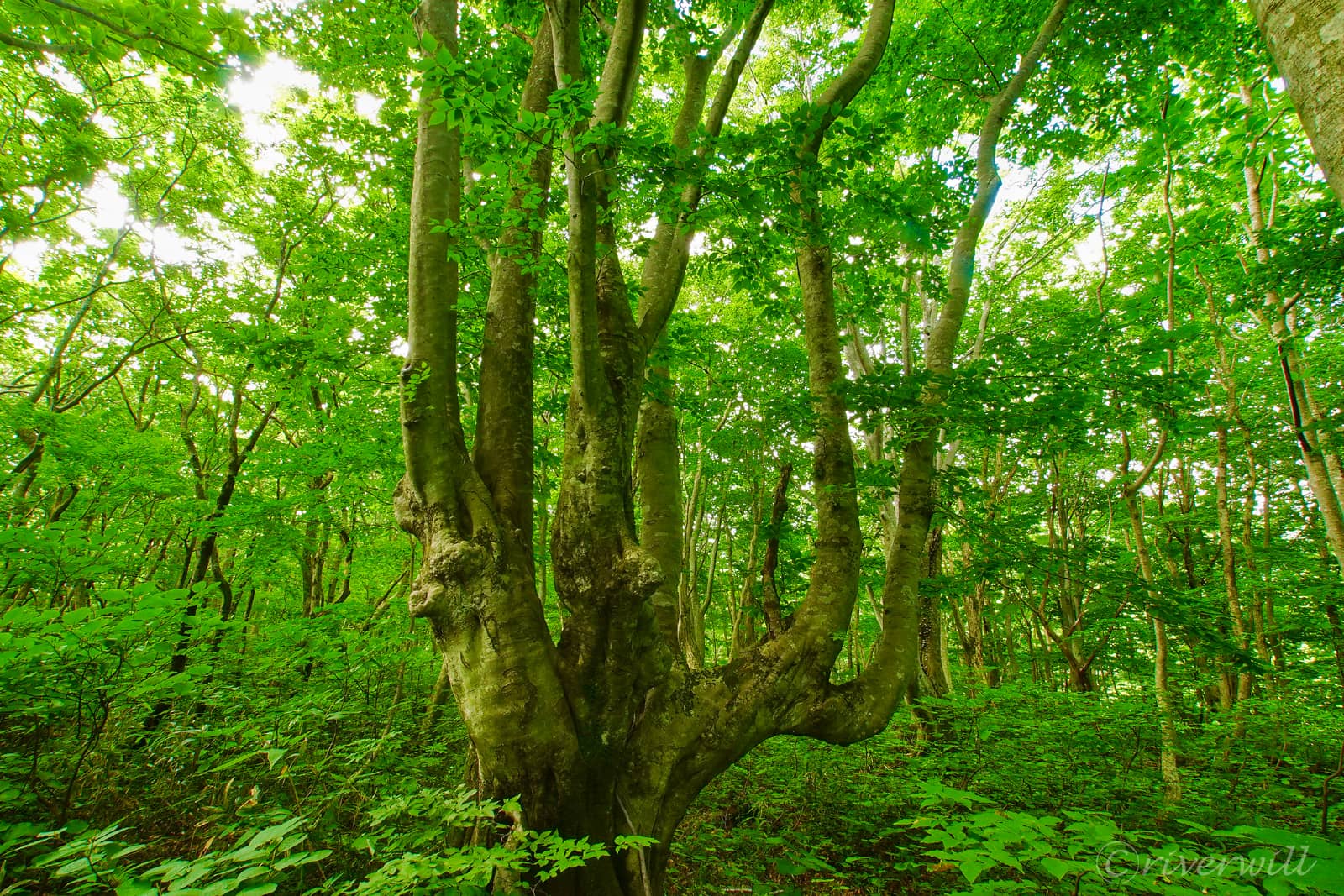 獅子が鼻湿原（秋田県）