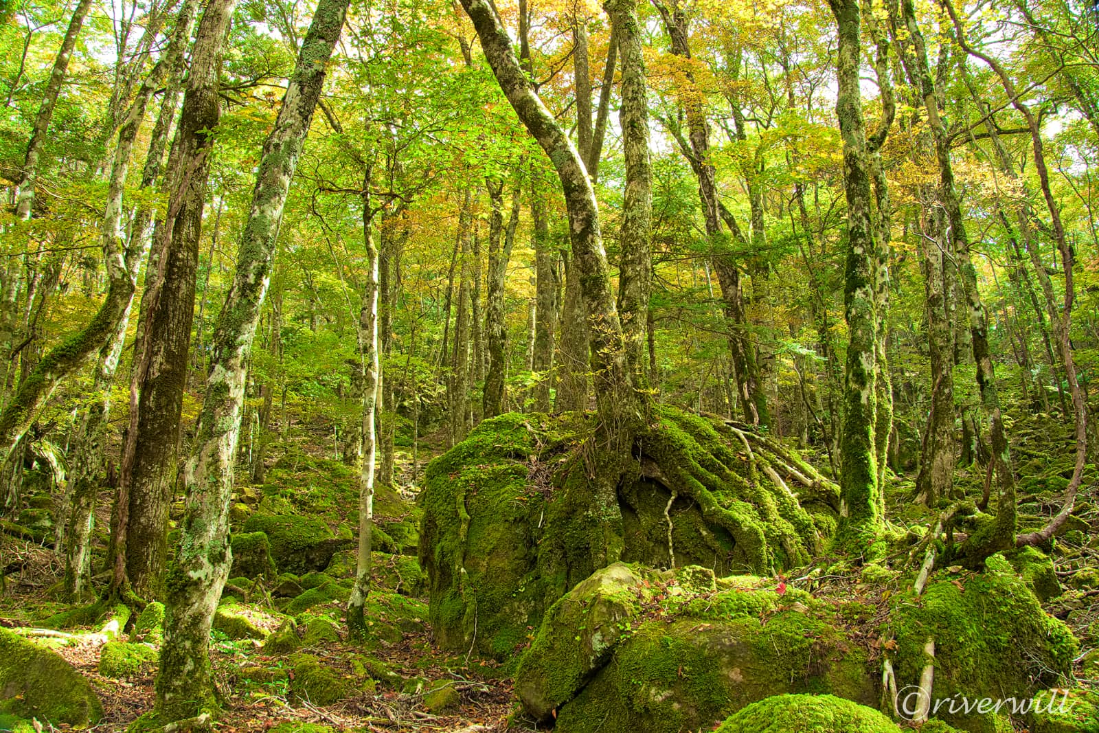 西大台（奈良県）