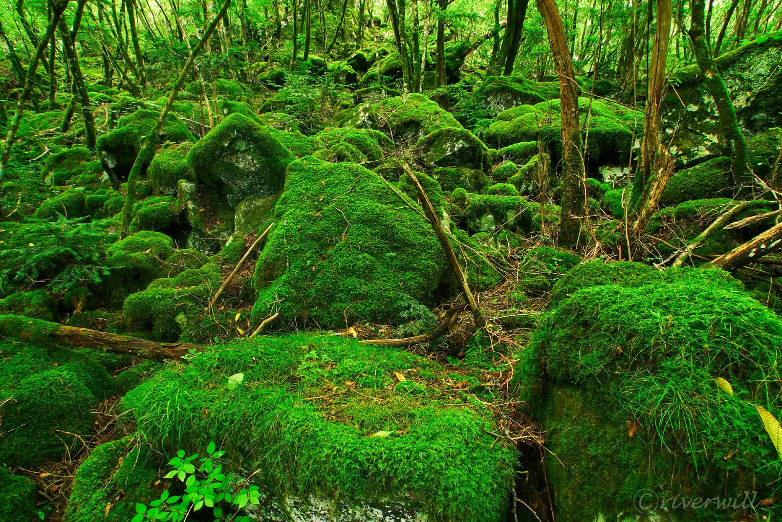 山犬嶽（徳島県）